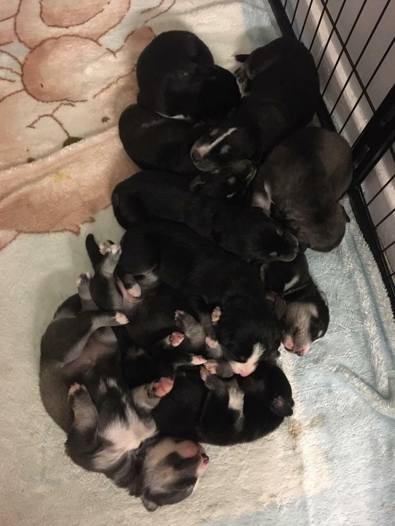 Huskadors pups for sale in Catterick Garrison, North Yorkshire Gumtree