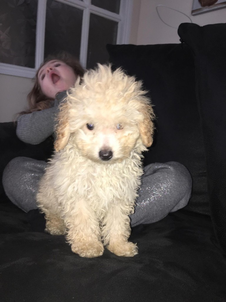 Toy poodle puppies for sale in Hartlepool, County Durham Gumtree