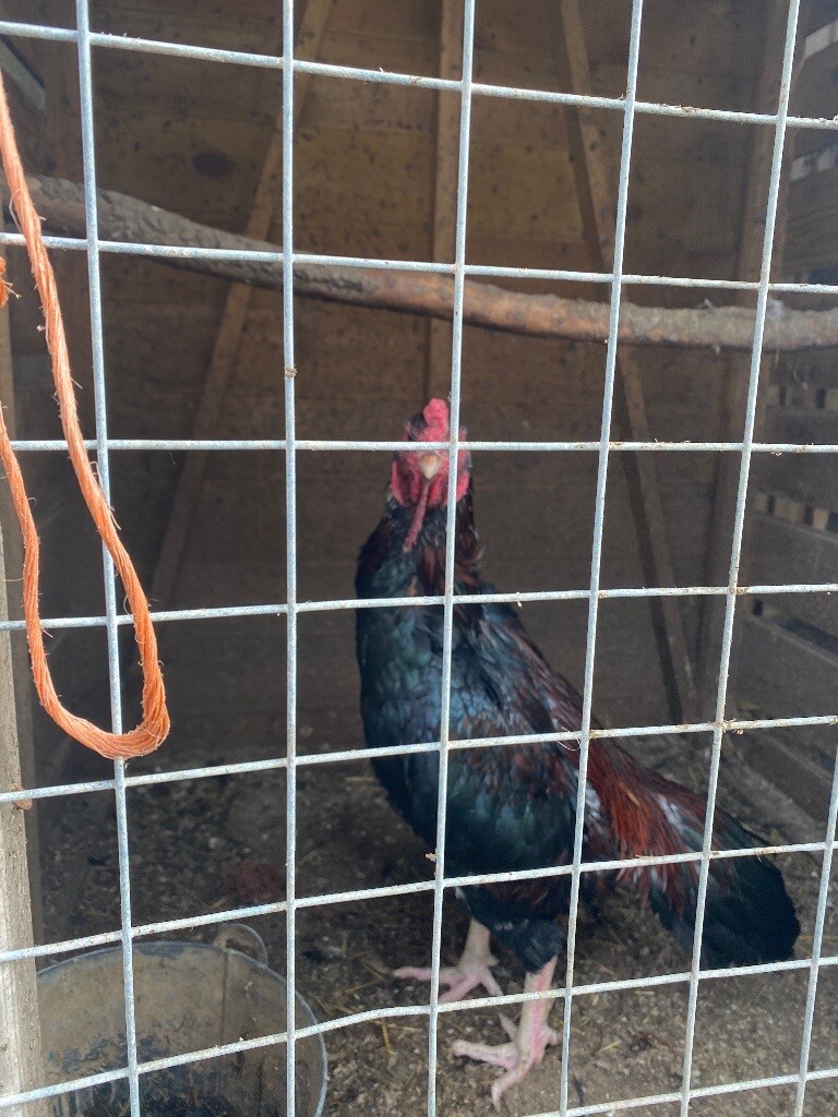 Aseel chickens in Hailsham, East Sussex Gumtree