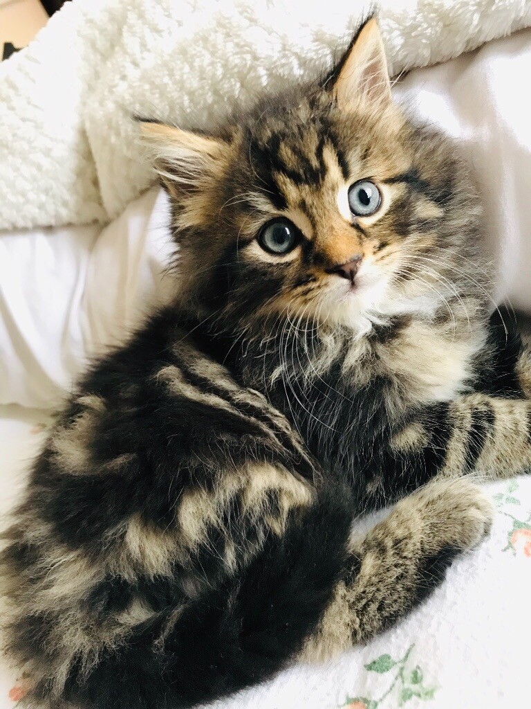 Maine coon cross kitten in Washington, Tyne and Wear Gumtree