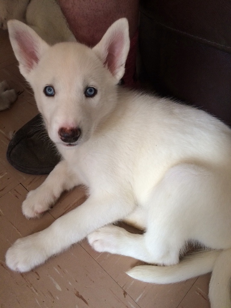 Best Pure White Siberian Husky With Blue Eyes For Sale ...
