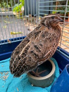 Male Japanese quails for pets/breeding | Livestock | Gumtree Australia