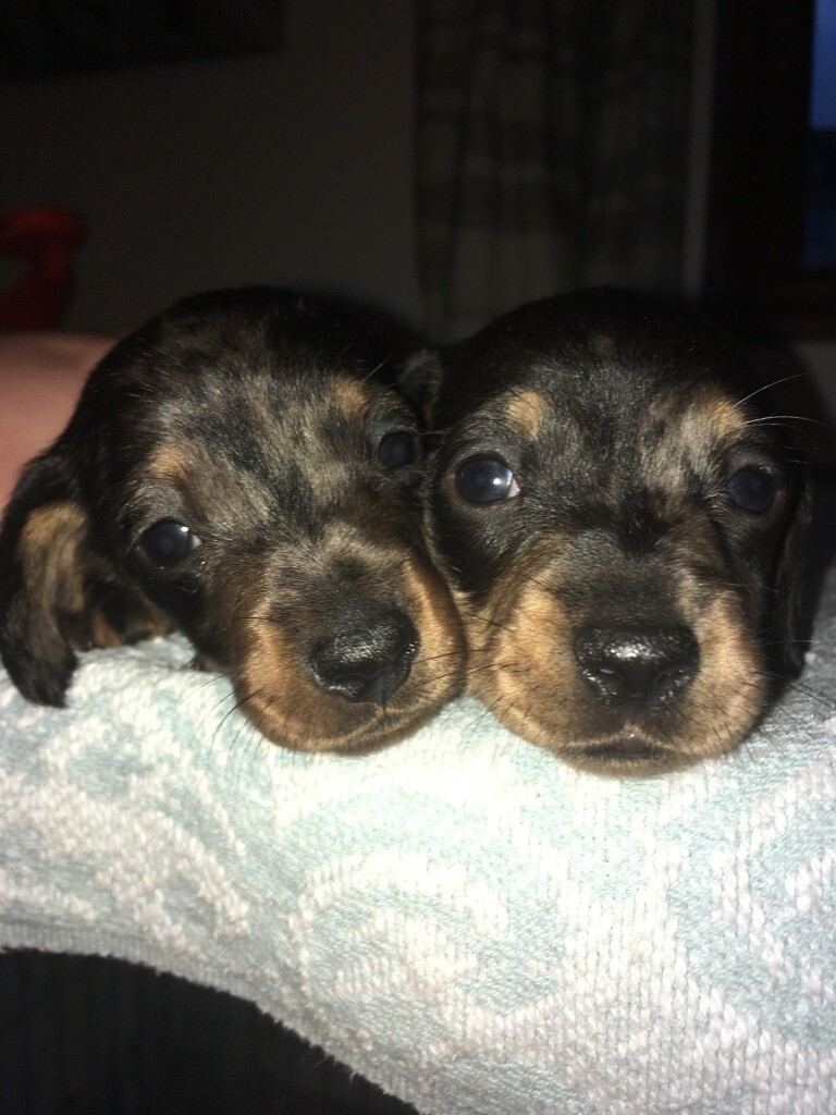 Silver Dapple Smooth Haired Miniature Dachshund Pups In