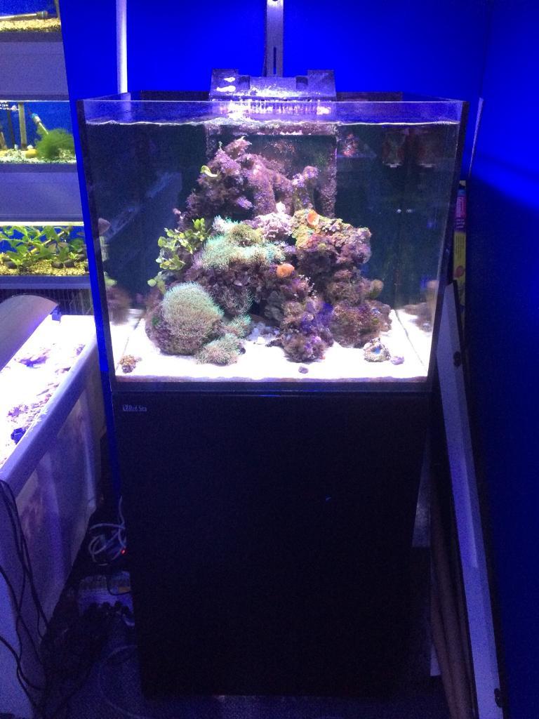 Red Sea Reefer 170 marine fish tank aquarium full set up AI Prime HD