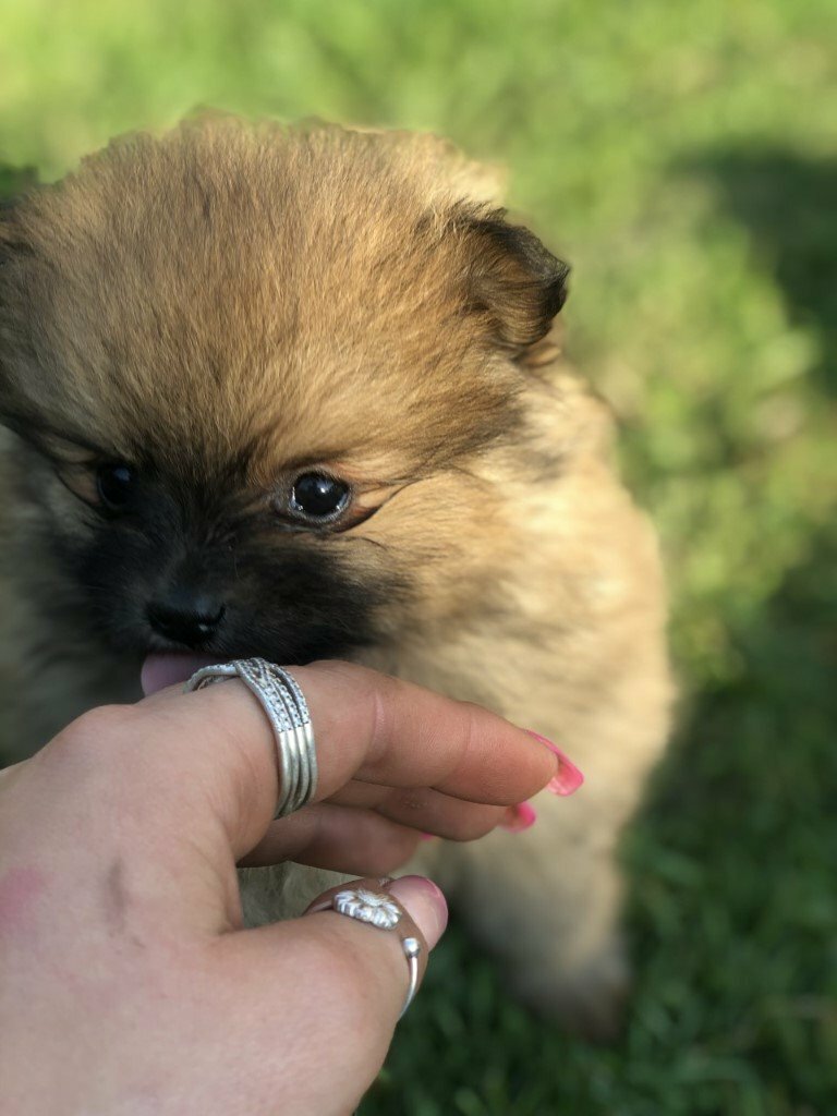 Pomeranian Teacup X puppies 1 Jet Black 2 Sable in Nailsea, Bristol Gumtree
