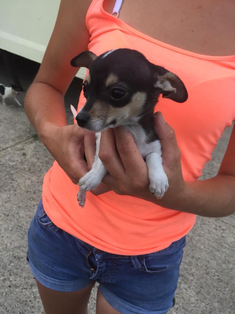 Stunning little chihuahua pup | in Cheshunt, Hertfordshire | Gumtree