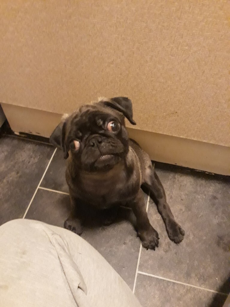 Platinum Pug puppy male in Forest Town, Nottinghamshire Gumtree