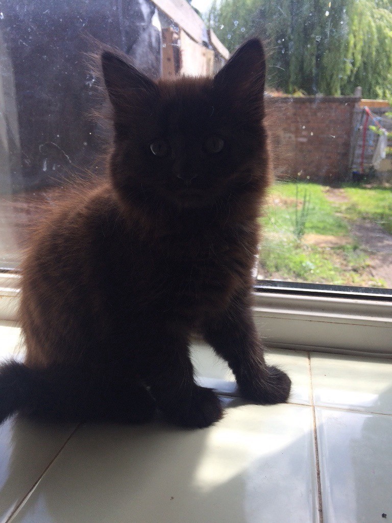 Fully black tabby kitten for sale in Walsall, West Midlands Gumtree