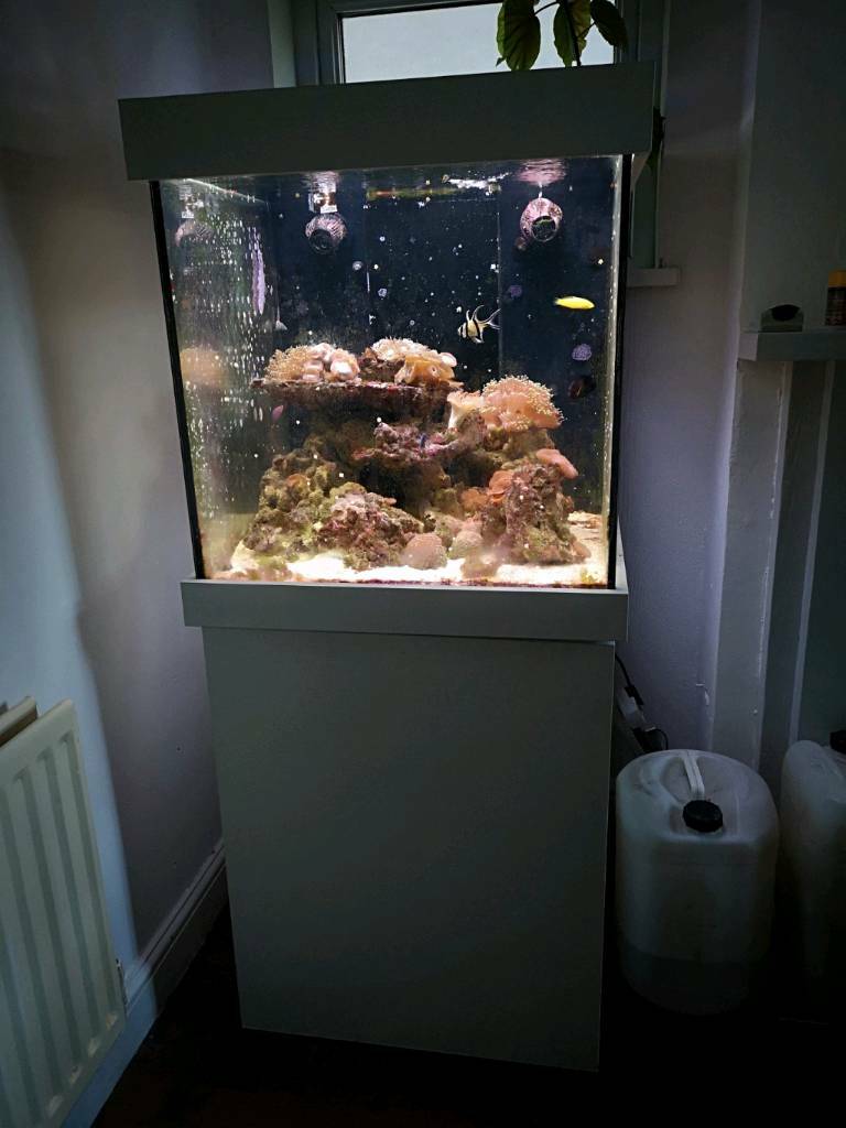 Marine aquarium fish tank with sump stand and equipment