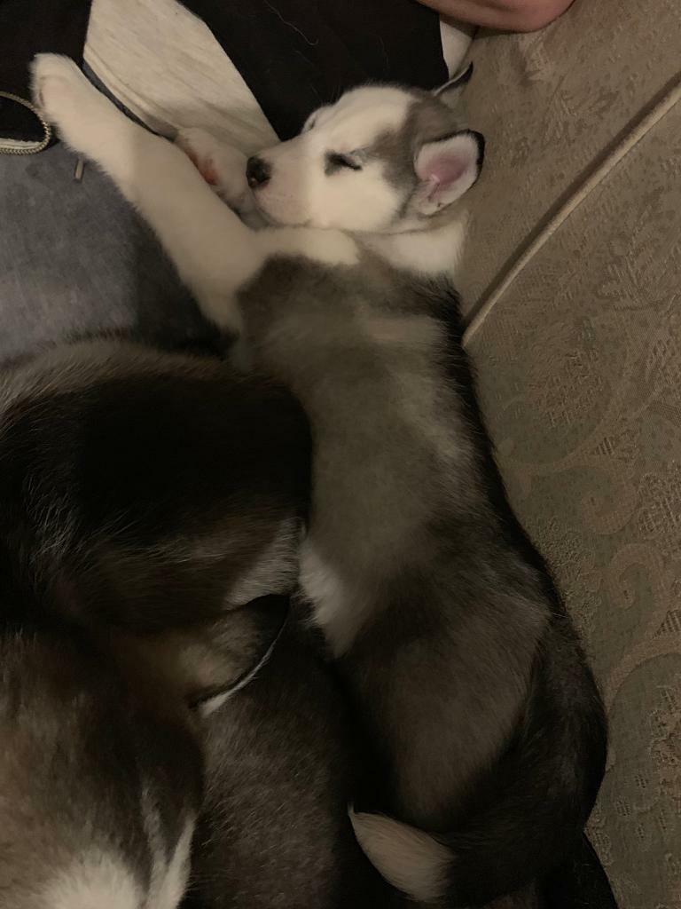 Male Husky Puppy In Liskeard Cornwall Gumtree