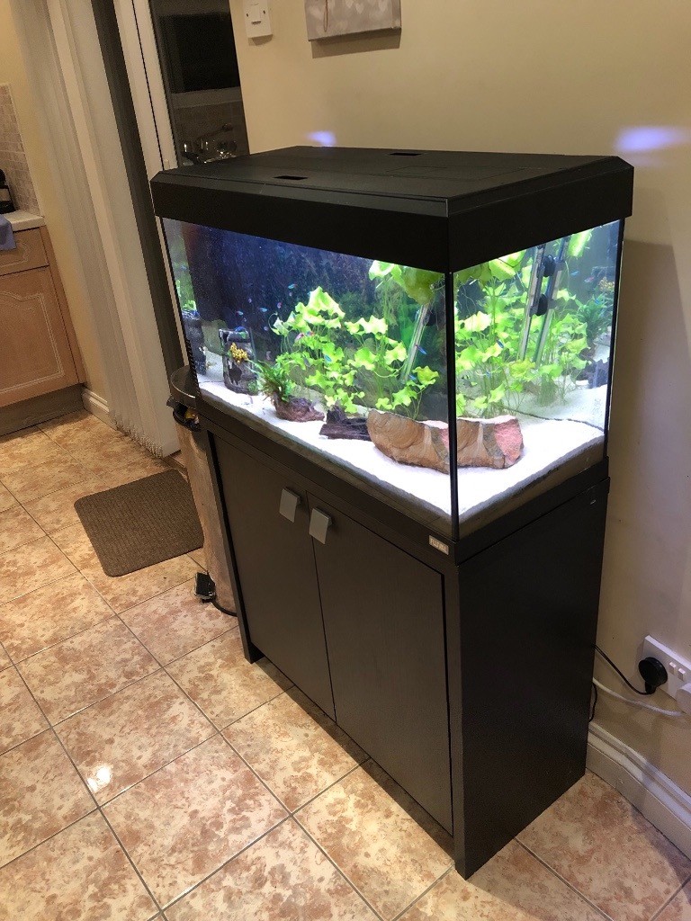 Fluval Roma 125 Tropical Aquarium + Stand + Fish in Newcastle, Tyne