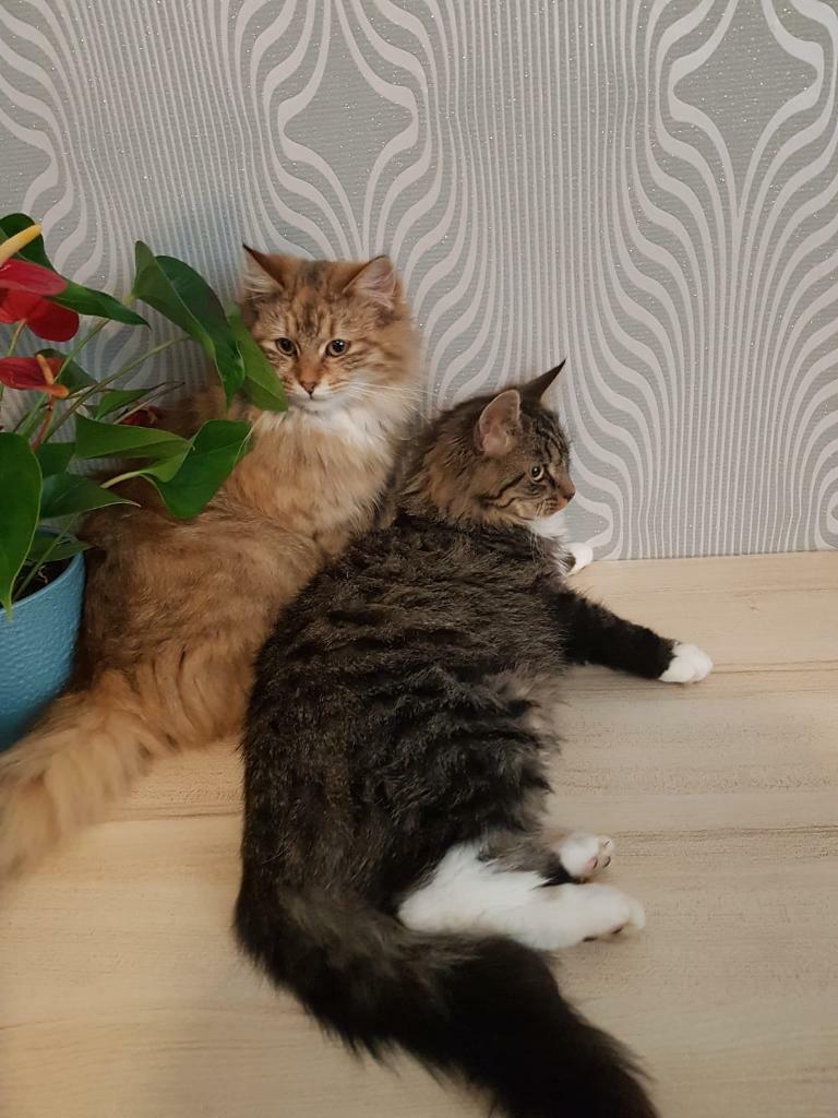 Maincoon X kitten in Sheffield, South Yorkshire Gumtree