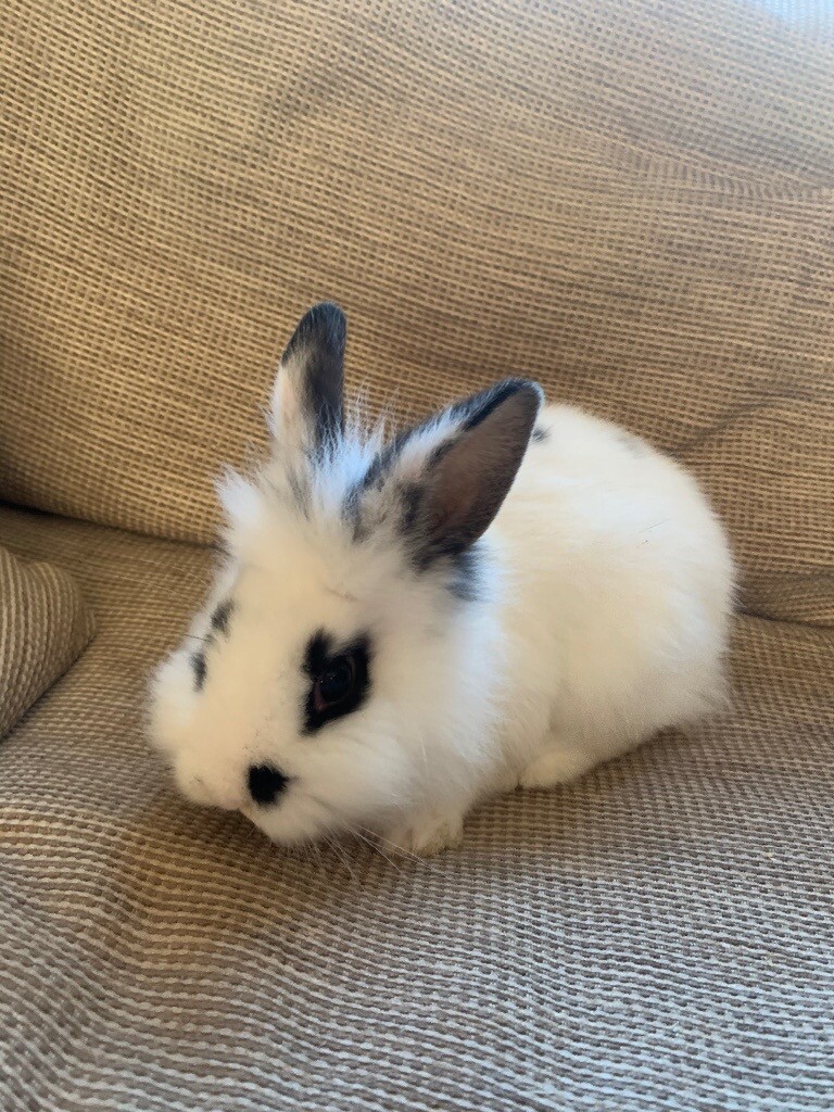 Baby rabbit for sale in Wraysbury, Surrey Gumtree