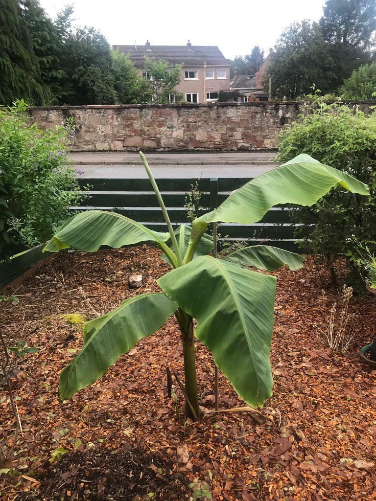 Young Banana plants in Inverness, Highland Gumtree