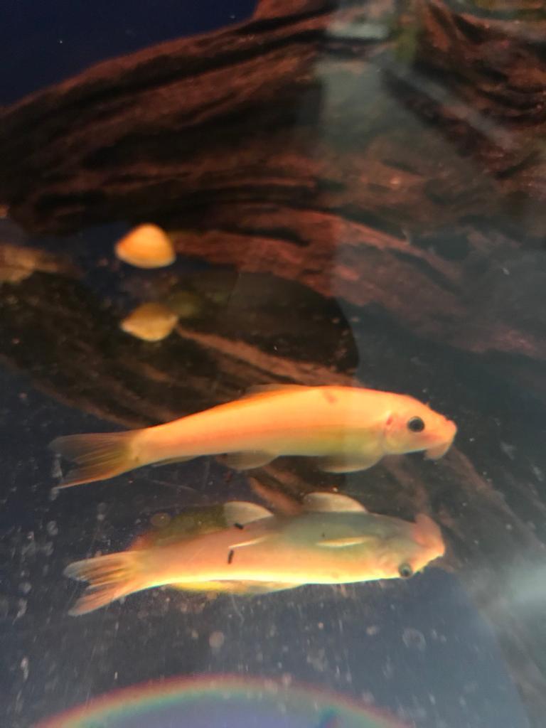 6 x yellow algae eater cold water fish in Basingstoke, Hampshire