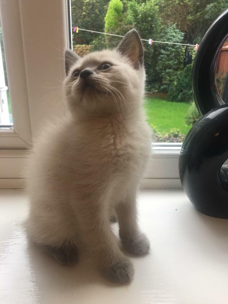 British Shorthaired Bsh Kittens Boys In Sefton Park Merseyside