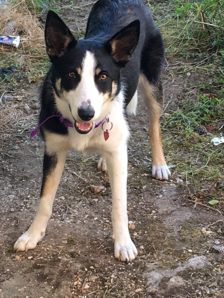 Short Haired Collie Bitch In Fordingbridge Hampshire Gumtree