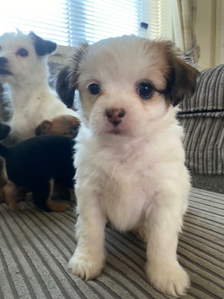Puppies for sale in Southampton, Hampshire Gumtree