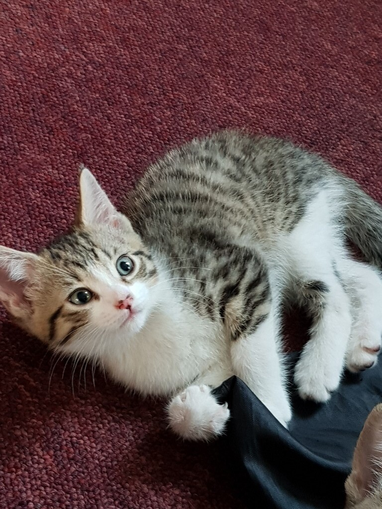 Gumtree Cats For Sale Bristol at John Edelman blog