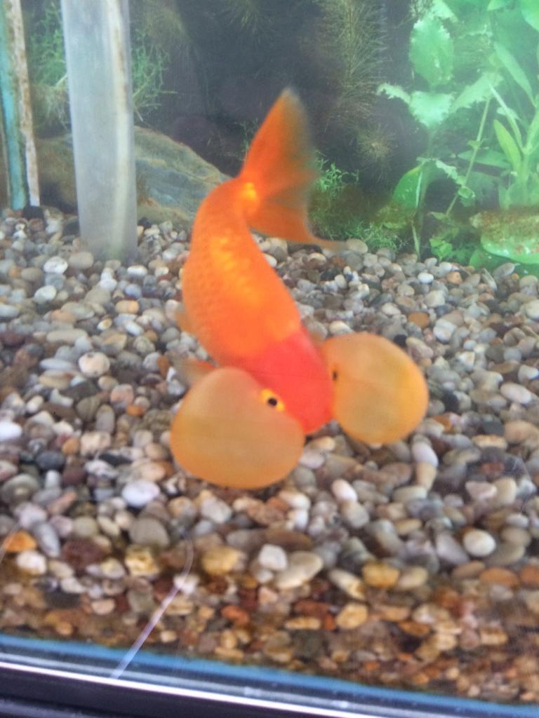 bubble eye goldfish price