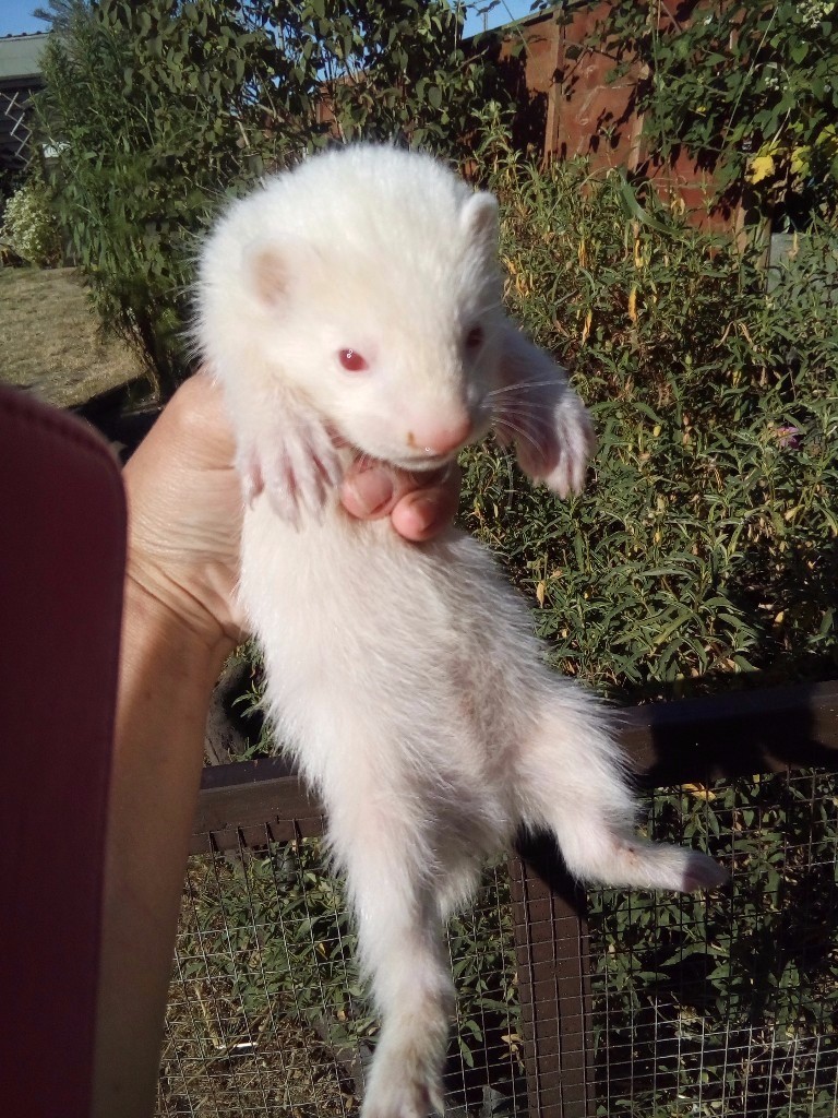 Cute Baby Ferrets In Woodbridge Suffolk Gumtree