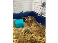 2 male brother Guiney pigs with cage for sale 