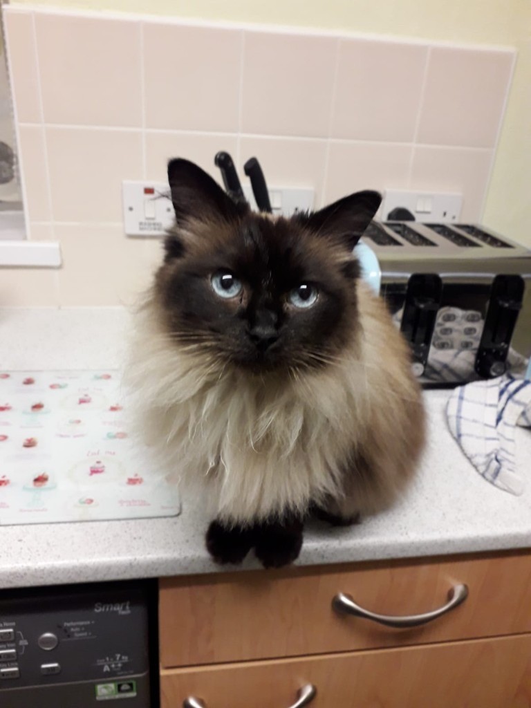 Female Chocolate Point Ragdoll Cat in Middlesbrough, North Yorkshire