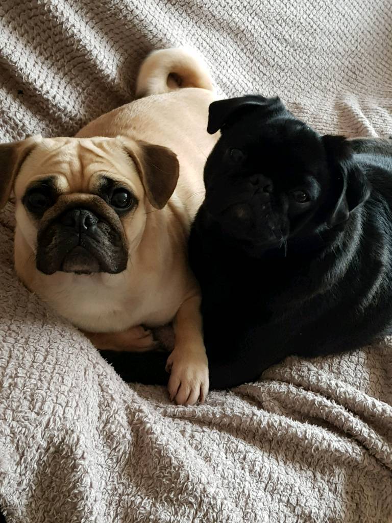 3/4 pug x 1/4 frenchie in Lowestoft, Suffolk Gumtree