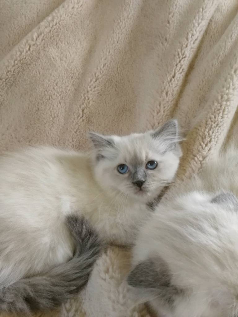 Ragdoll girl kittens in Mayfield, Midlothian Gumtree