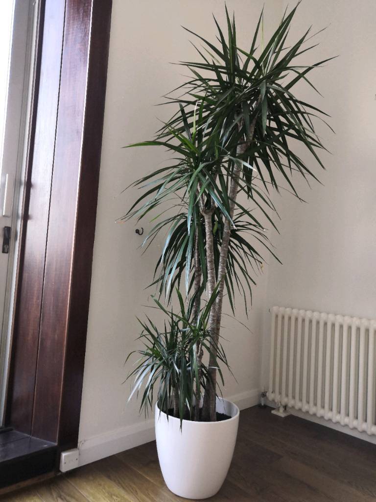 Tall 2m potted plant draceana / dragon tree in