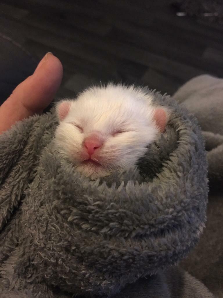 Cats And Kittens For Sale In Basingstoke Pets4homes