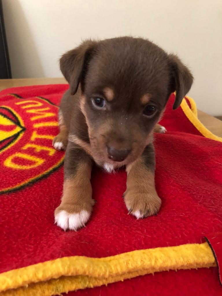 Very rare Chocolate Minature Jack Russell puppy in Maesteg, Bridgend