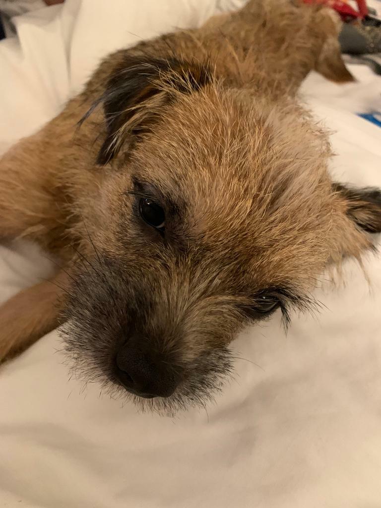 Border Terrier 15 months to rehome | in Folkestone, Kent | Gumtree