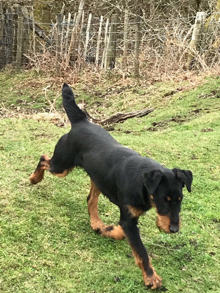 Jagdterrier dog for sale in Treharris, Merthyr Tydfil Gumtree