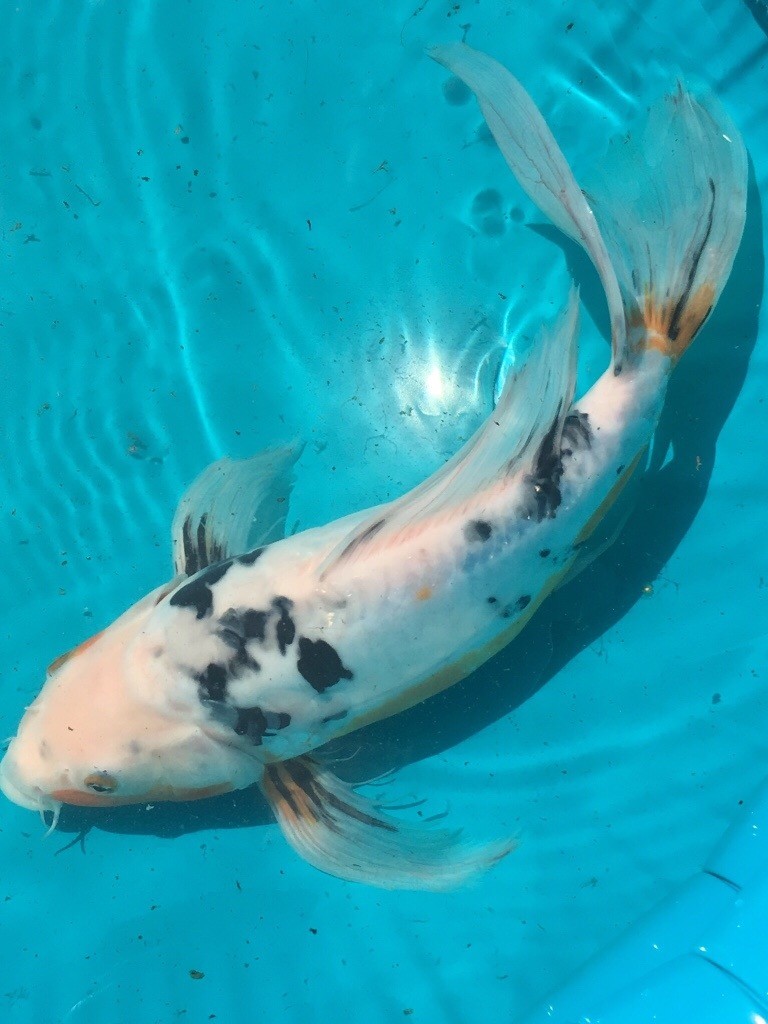 Koi shubunkin and goldfish job lot for £70 Ono for all 11 fish in