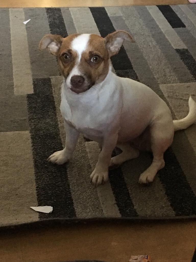 Jack Russel x Chihuahua in Calne, Wiltshire Gumtree