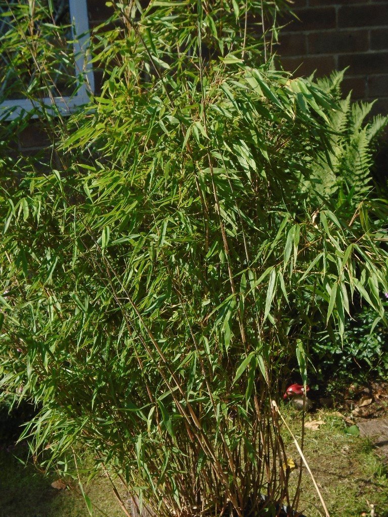 Bamboo Shrub / Bamboo Tree / Bamboo Plant £10 in Manchester Gumtree