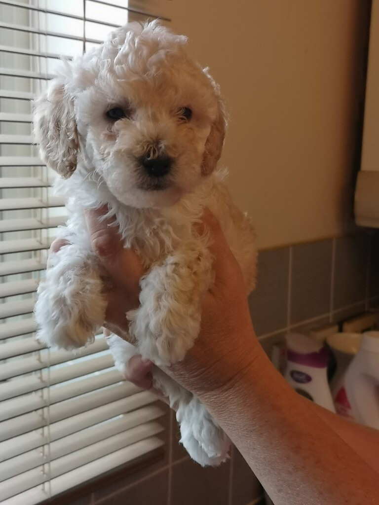 Ready for viewing 1 miniature poodle left for sale in