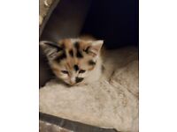 Kitten - HAS BEEN REHOMED