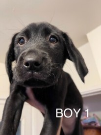 Lovely black Labrador pups for sale 