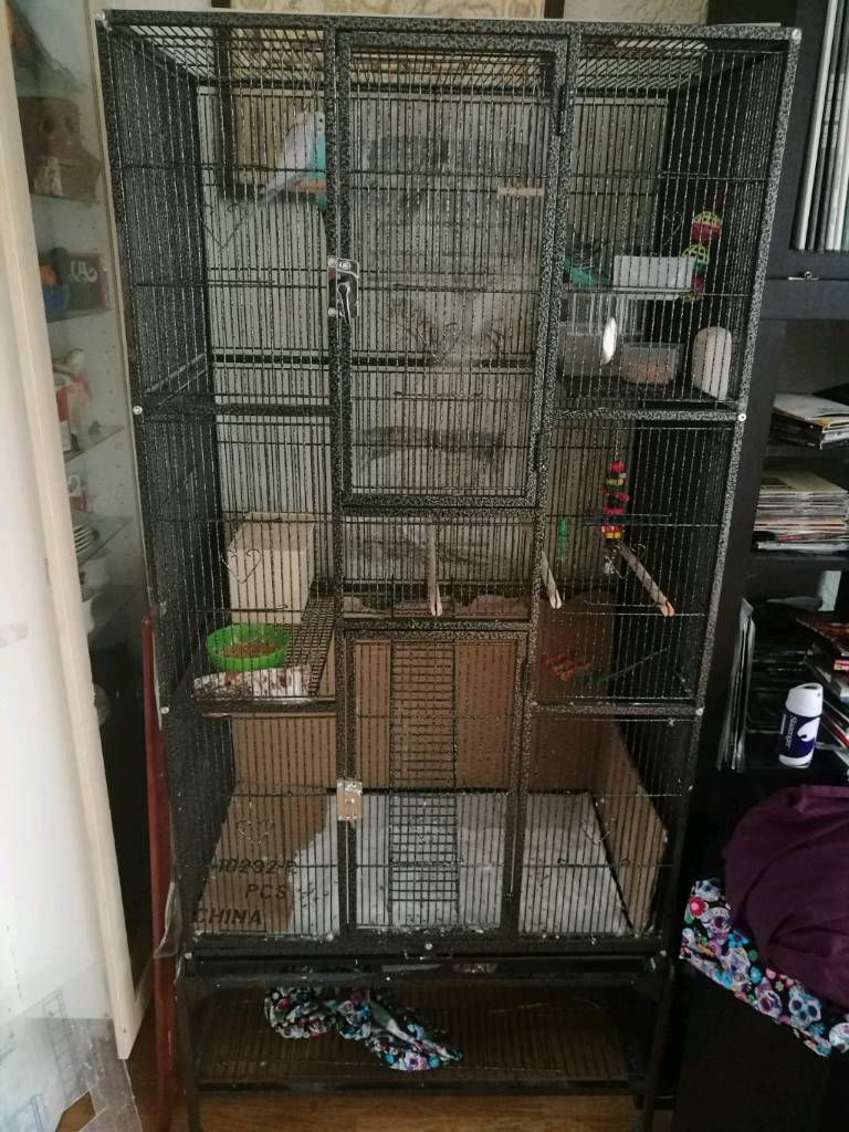 Large Budgie cage and 2 Budgies. in Church Village, Rhondda Cynon Taf Gumtree