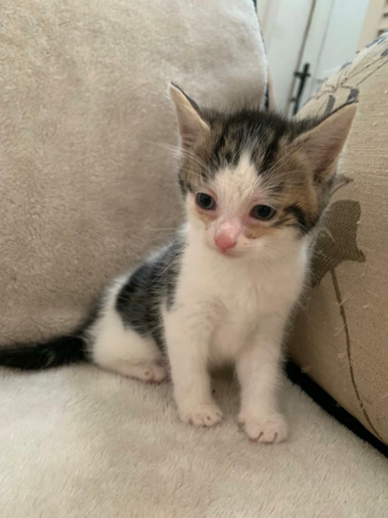 Kittens in StokeonTrent, Staffordshire Gumtree