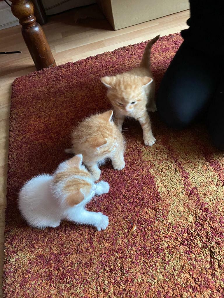 Kittens for sale 4 tabby males in Hodge Hill, West Midlands Gumtree