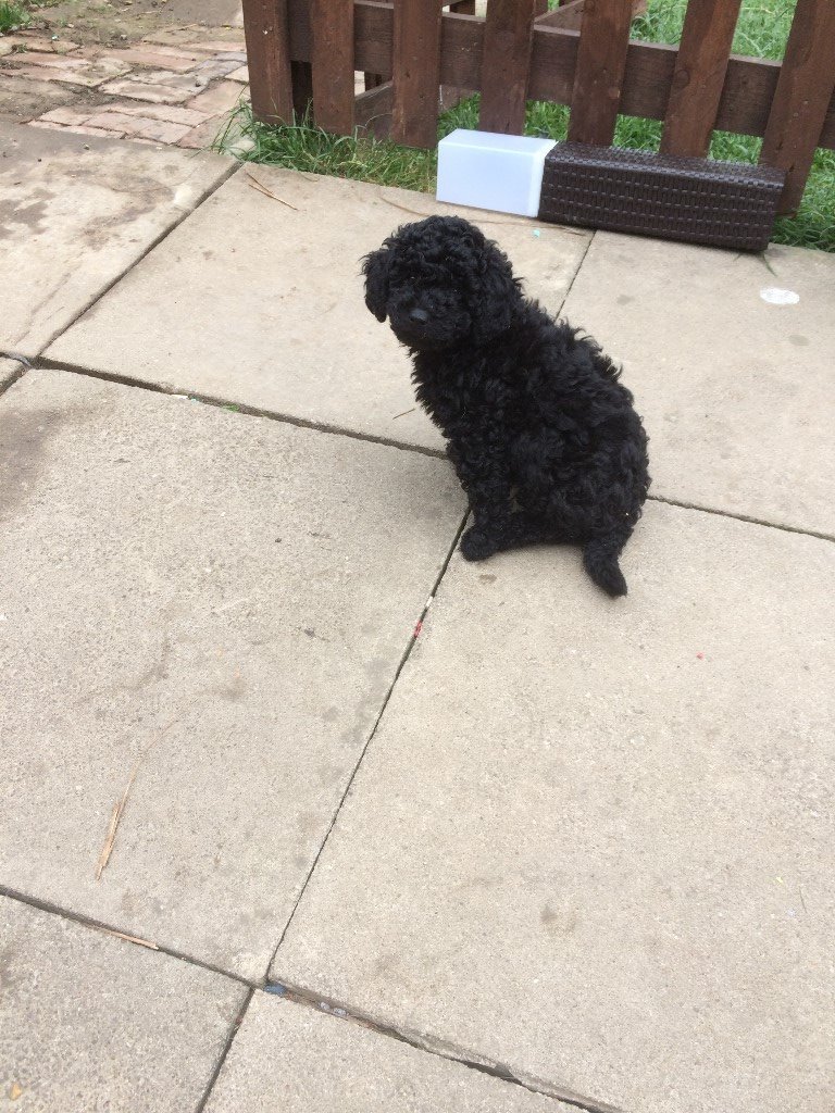 Adorable Black Toy Poodle Puppy in Beaworthy, Devon Gumtree