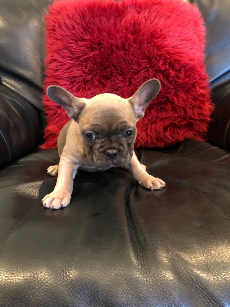 Beautiful Frenchie Puppy Girl Kc Registered In Southampton Hampshire Gumtree