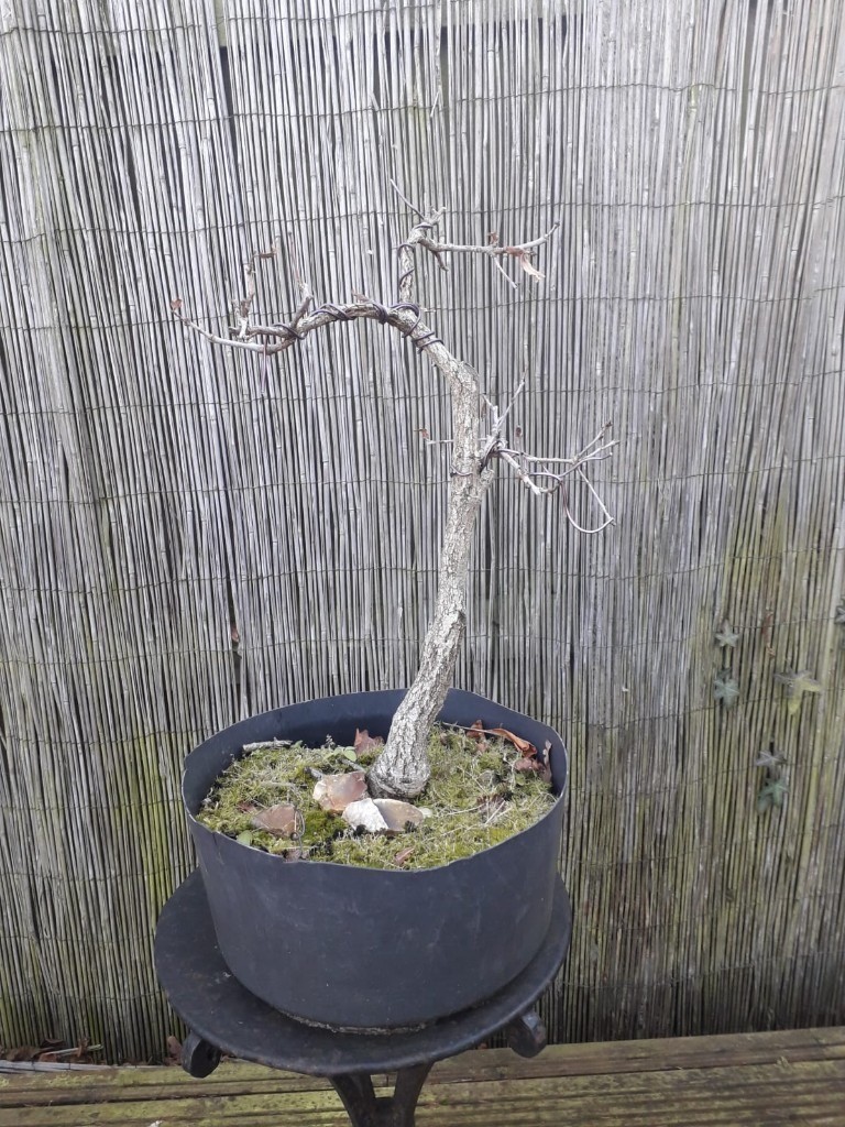 Oak Bonsai in Braintree, Essex Gumtree