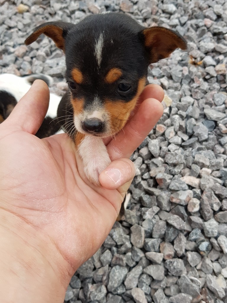 Jack russel x chihuahua in Wroughton, Wiltshire Gumtree