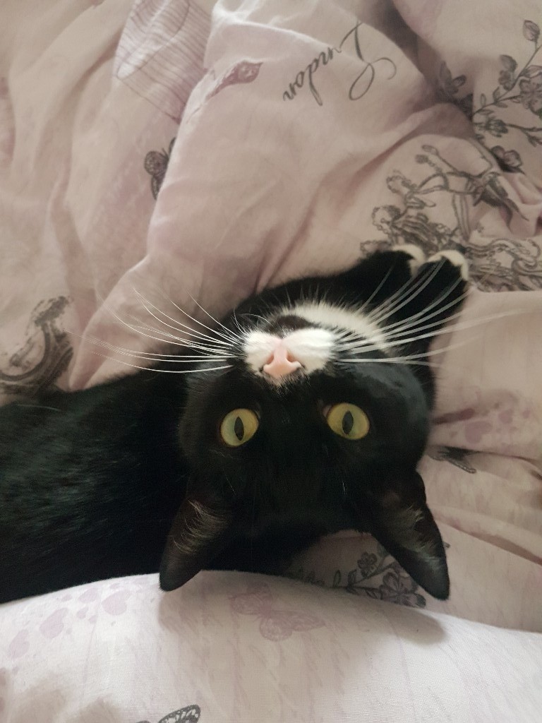 5 year old female Cat for sale in Droylsden, Manchester Gumtree