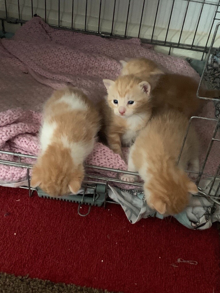 4 female ginger kittens in Dudley, West Midlands Gumtree