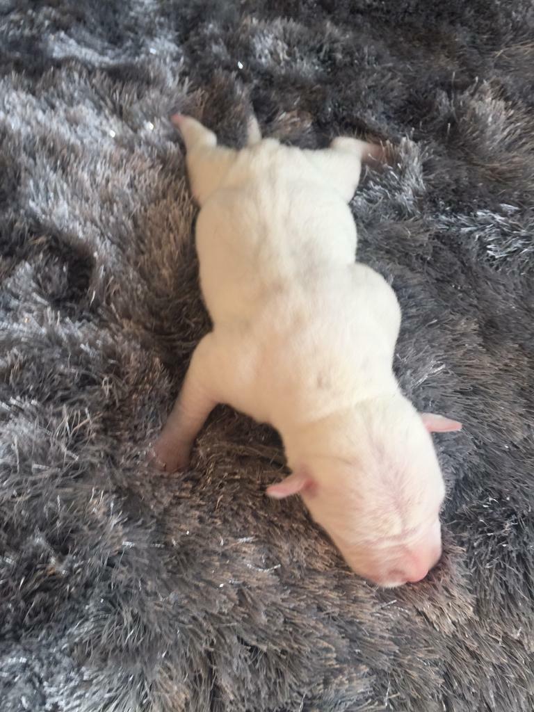 Download Stuffy puppies | in Oldham, Manchester | Gumtree